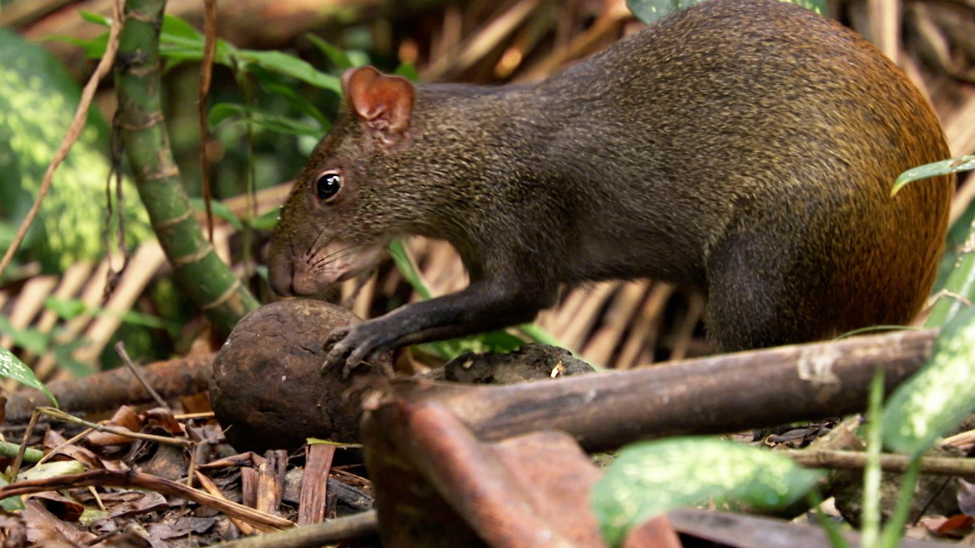 Nature: Rewilding Rio