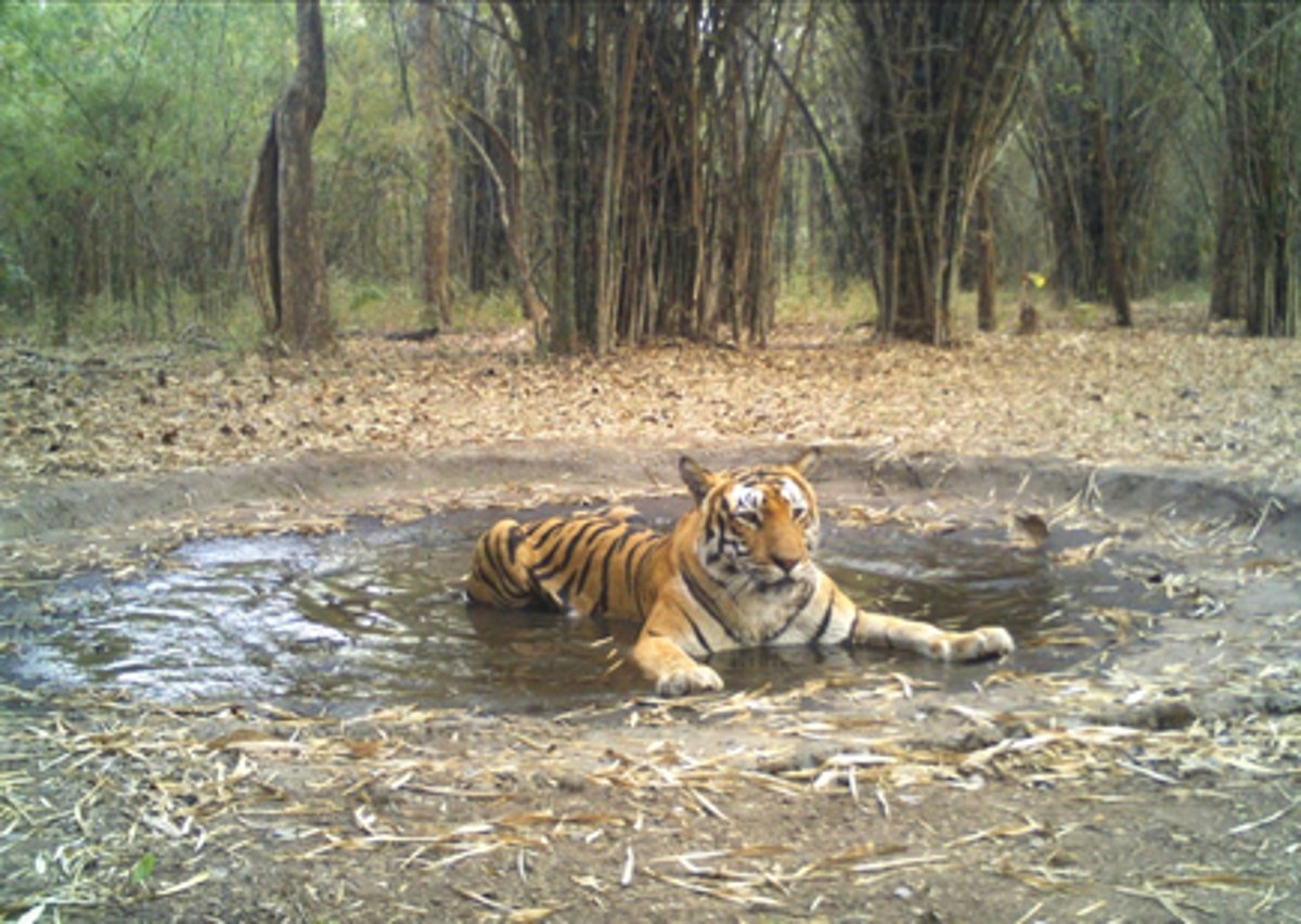 In a first, Odisha government bans selfies with scheduled animals