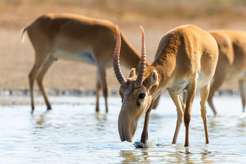 Why are one-fifth of the world’s migratory species facing extinction?