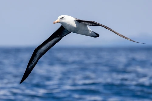 Albatross