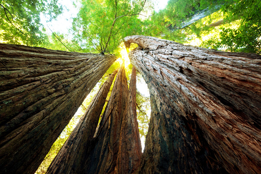 Conservation groups cheer feds’ move to protect old-growth forests