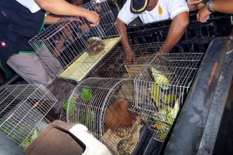 Peru’s illegal pet monkey trade is also an infection superhighway