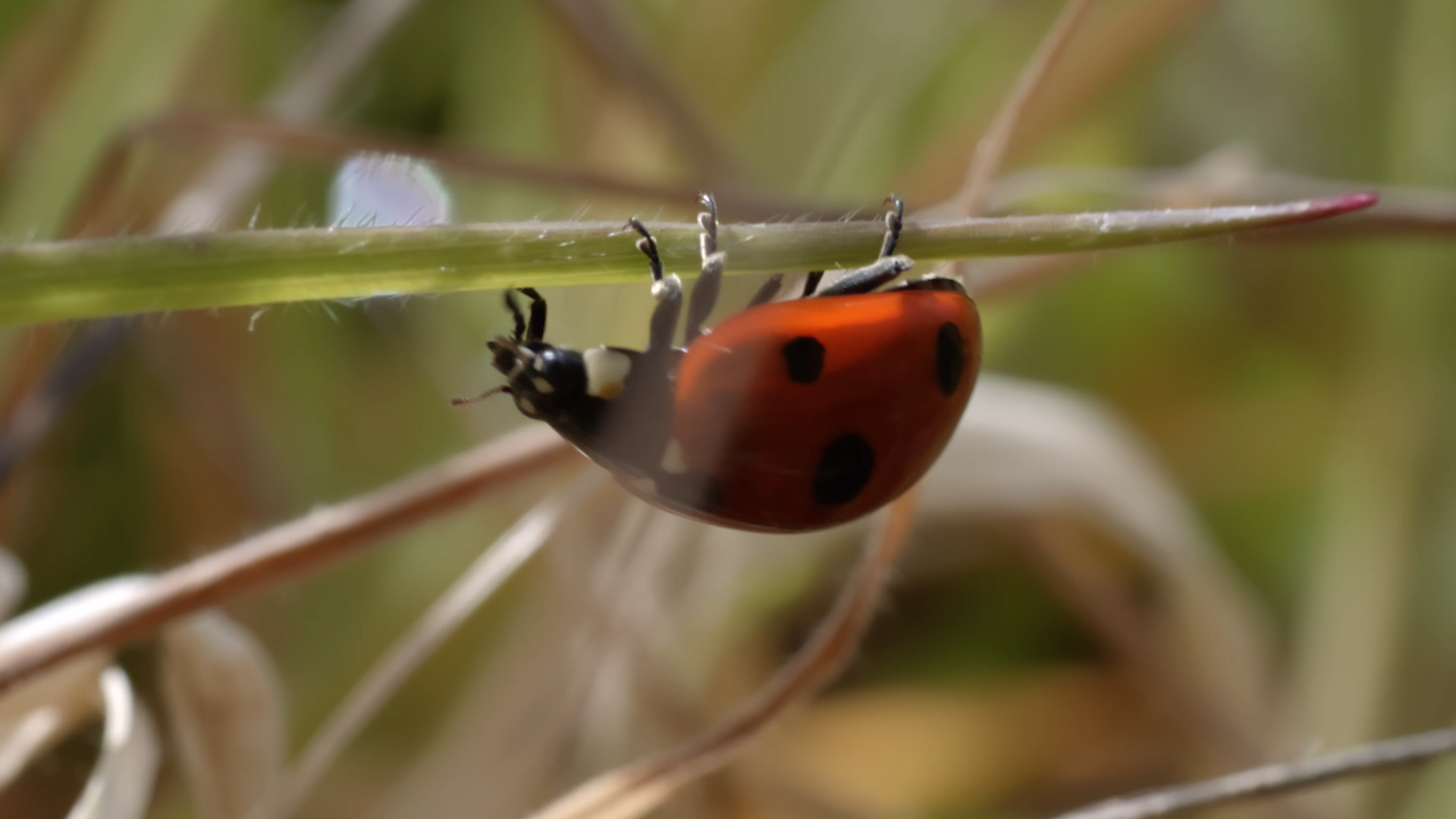 Nature: Gardener to Guardian