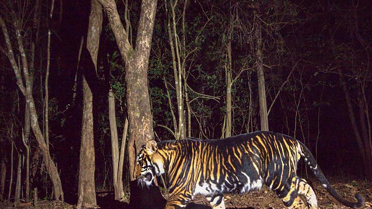 People taking selfies with wild animals in Odisha to face arrest