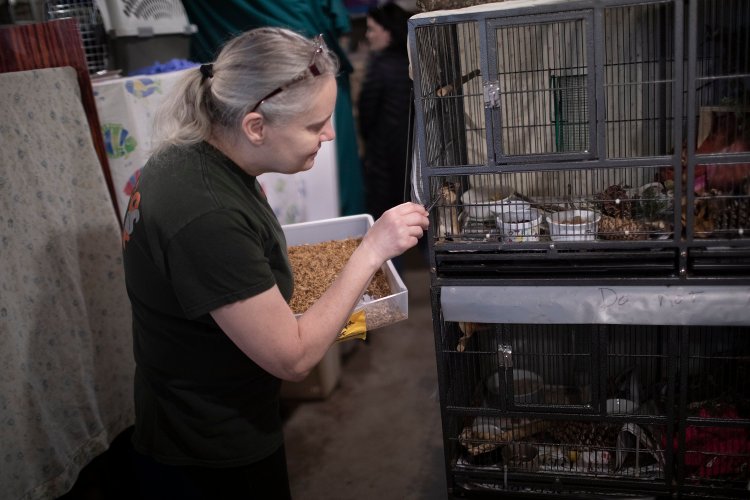 Saco River Wildlife Center, already outgrowing space to care for wild animals, enters its busy season