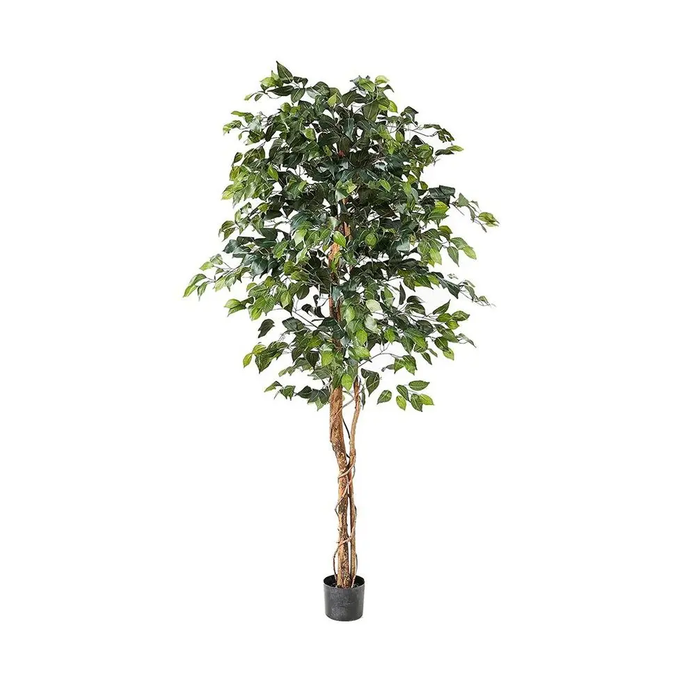 6ft. Ficus Silk Tree