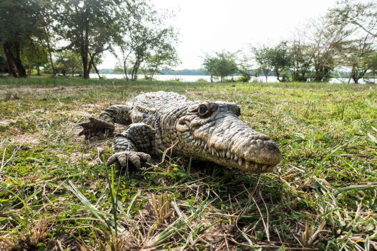 Spying on wildlife with biorobots: Interview with engineer Kamilo Melo