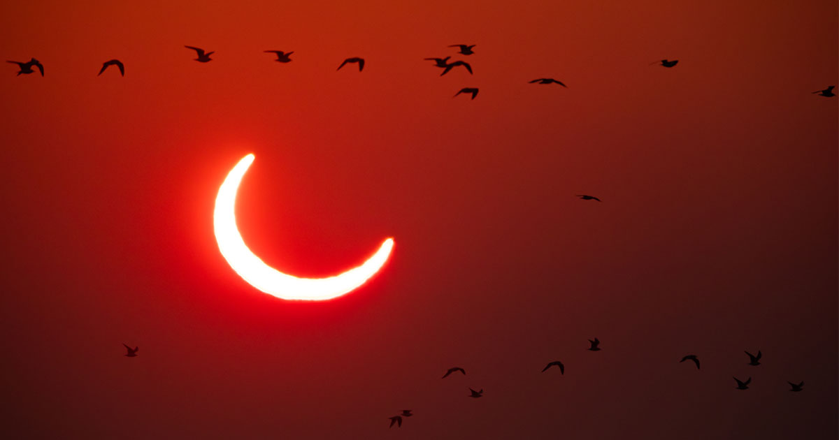 A Total Solar Eclipse Is Coming. How Will Birds and Other Wildlife React?