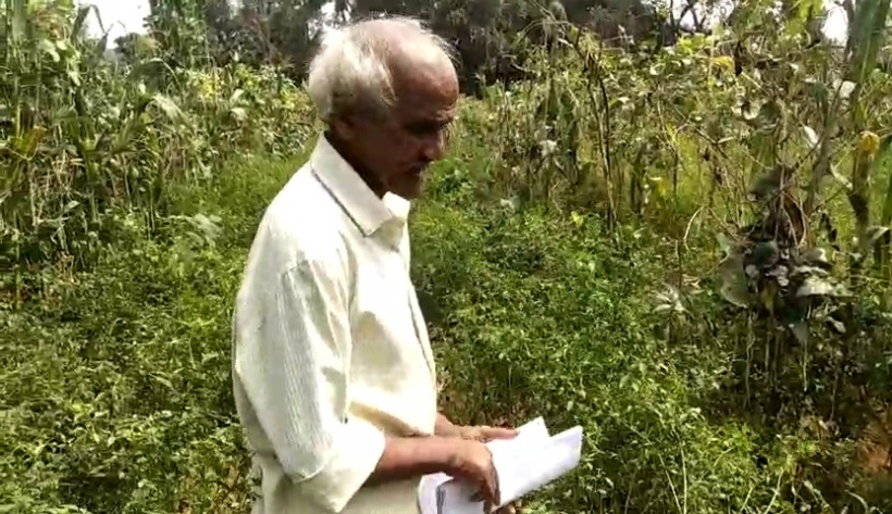 Mandrem Farmers Raise Alarm Over Wildlife Ravaging Their Fields; Demands Urgent Actions