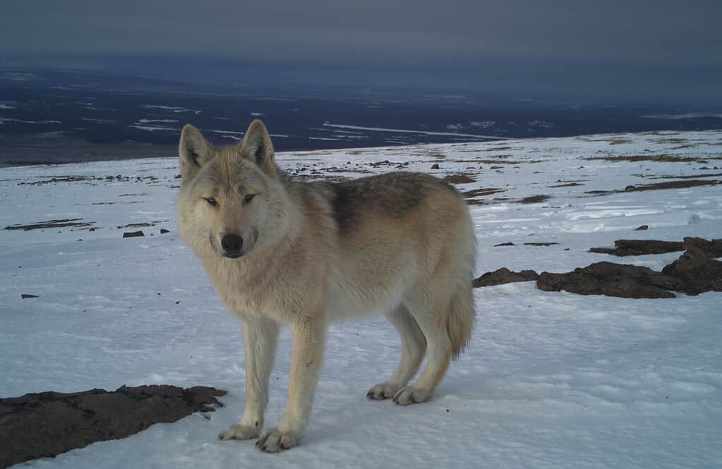 Wildlife in lockdown: How nature really reacted during the COVID-19 “Great Pause”