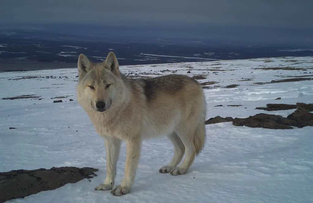 wolf cam