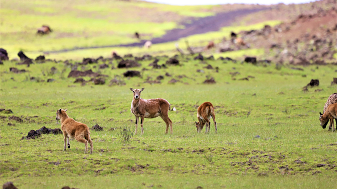 Wildlife Activity Shifts Expose Harm of Human Disturbance