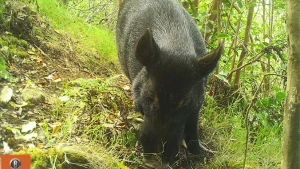 boar grazing