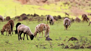 sheep grazing