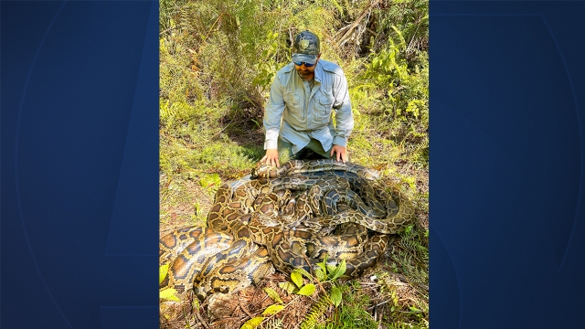 Florida wildlife experts capture 500-pound pile of Burmese pythons