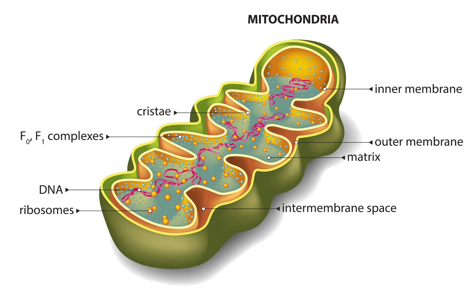 Beyond Energy: Mitochondria’s Role in Diet and Health