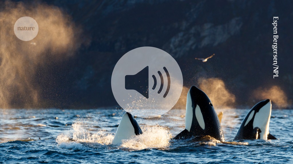 Killer whales have menopause. Now scientists think they know why