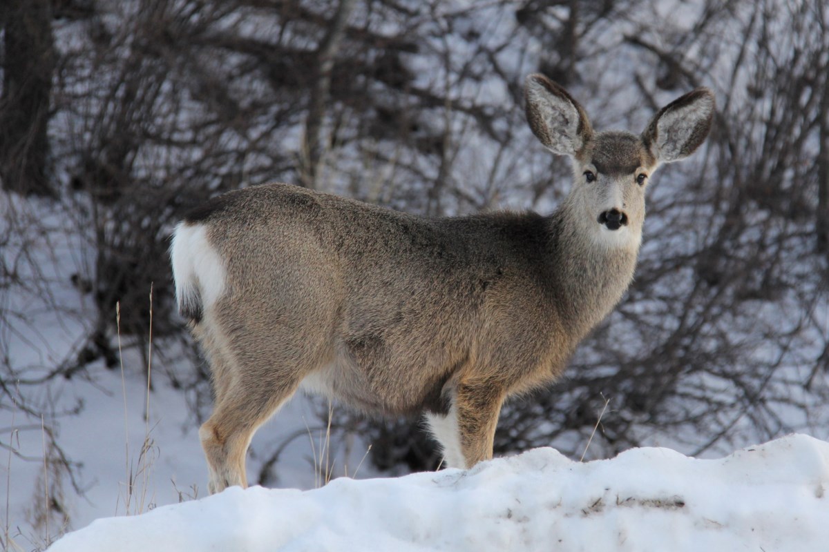 Town of Diamond Valley shares tips for living with wildlife