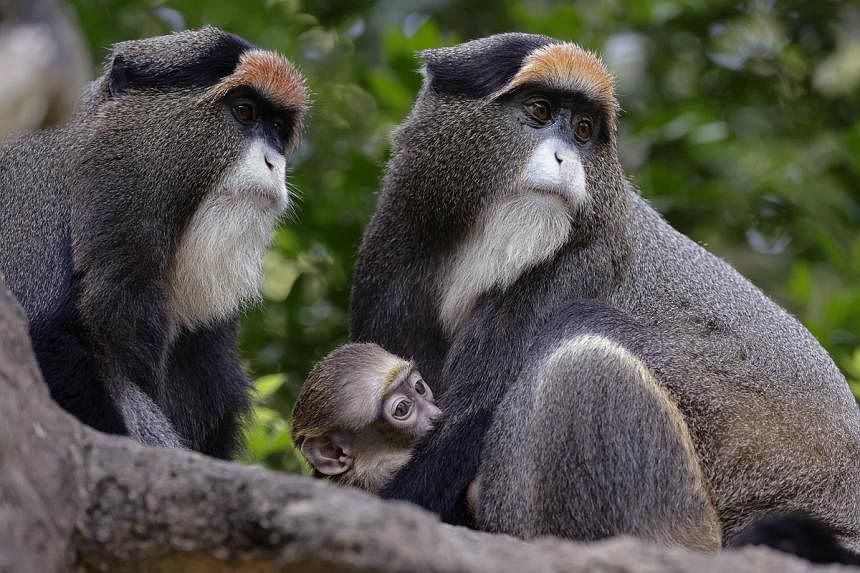 970 animals born at Mandai Wildlife Group parks in 2023, highest number in a decade