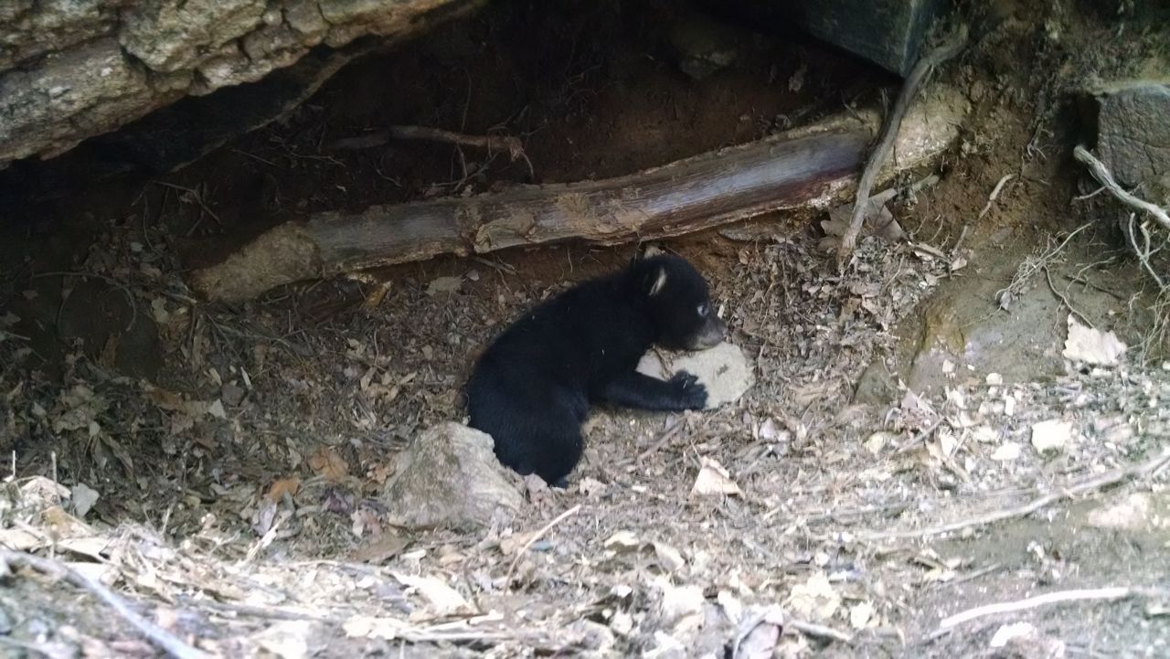 Bears, foxes, hellbenders, oh my! Spring brings back the creatures and crawlers