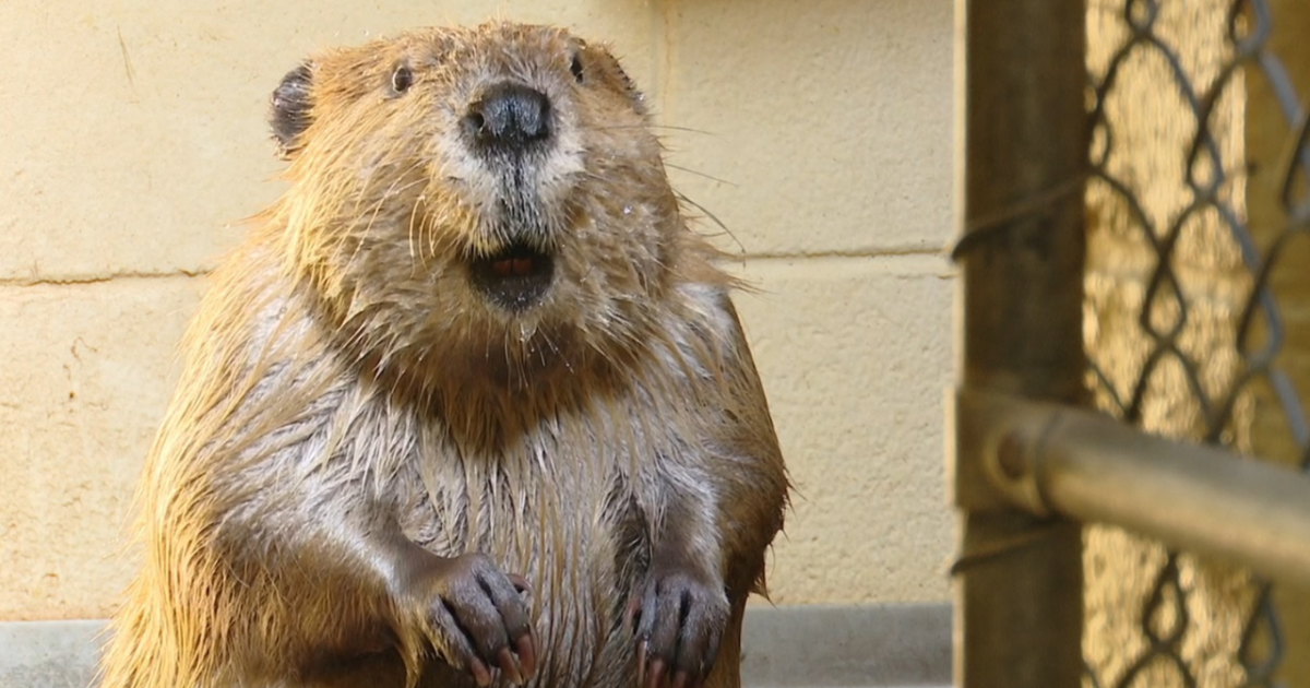 Call Noah’s Ark, wildlife center moves to new Ogden home