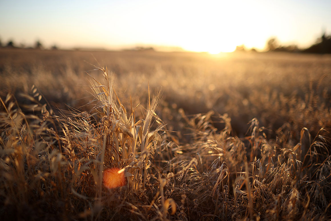 Farm conservation program grows, but environmental benefit shrinks