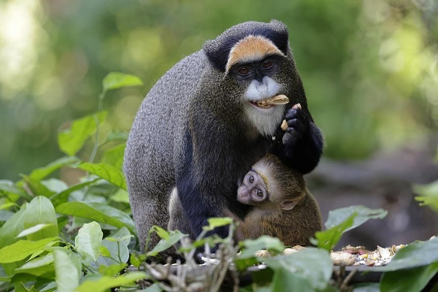 Baby boom at S’pore’s wildlife parks: 970 animals born in 2023, highest in a decade