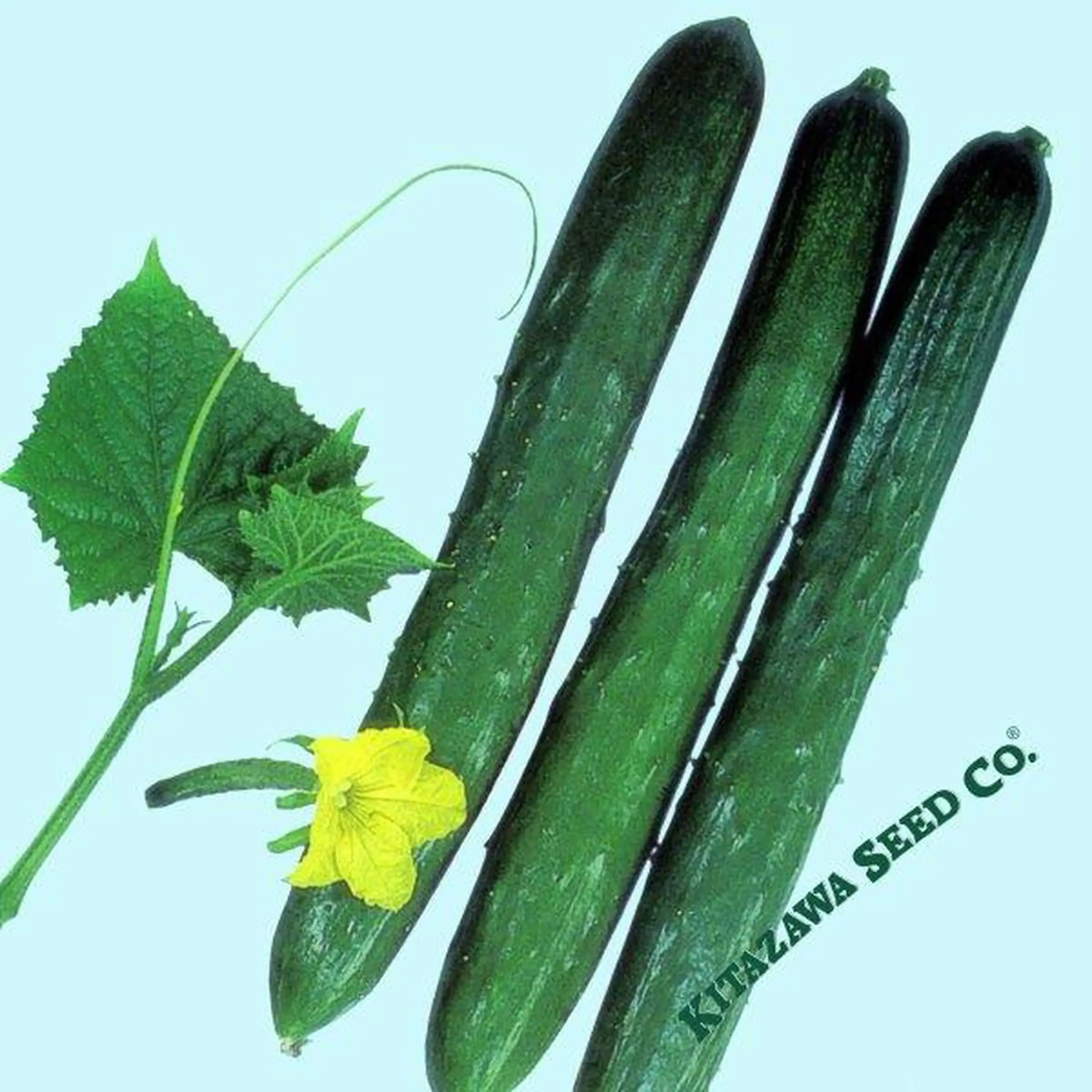 Photo of cucumbers alongside a leaf and flower.