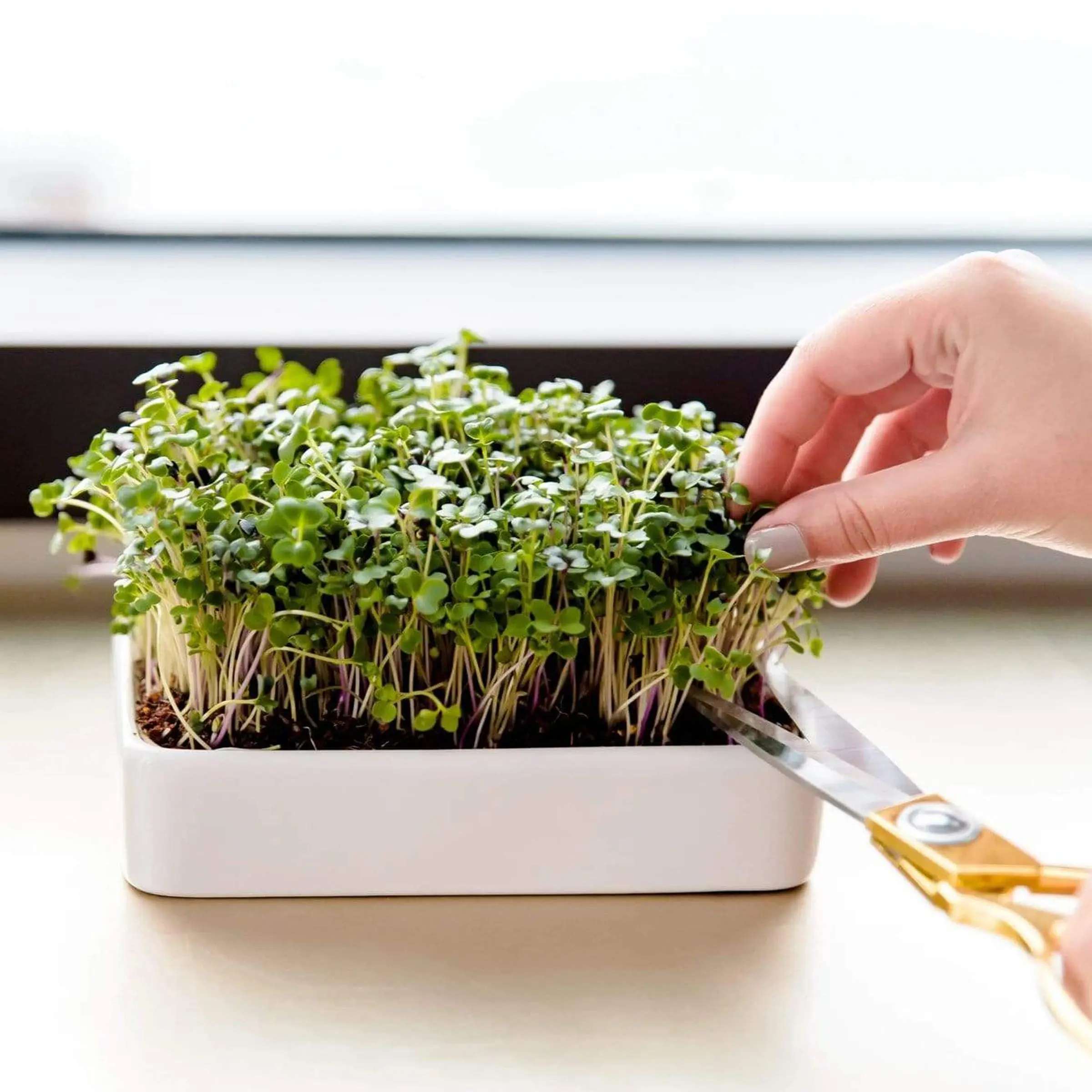 Hand touching small green plants in a white ceramic planter.