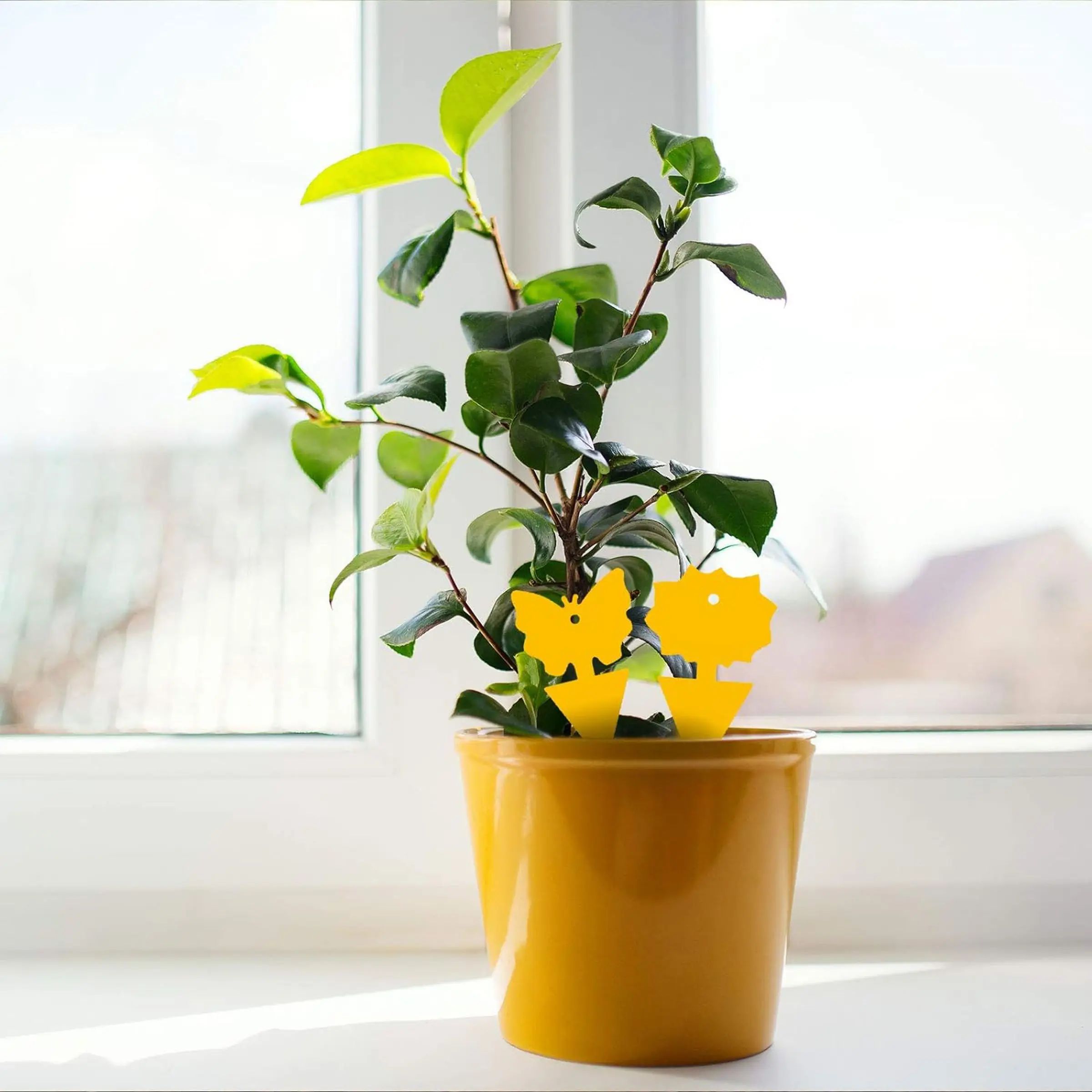 Plant with two yellow traps in the shape of butterflies stuck into the dirt.