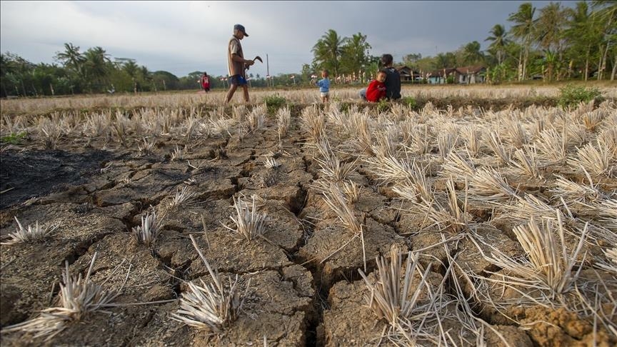 El Nino jeopardizing domestic animals, wildlife alike in Zimbabwe