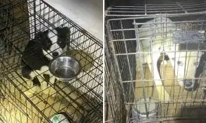 Dogs being held in cages