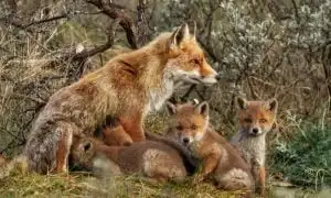 fox family