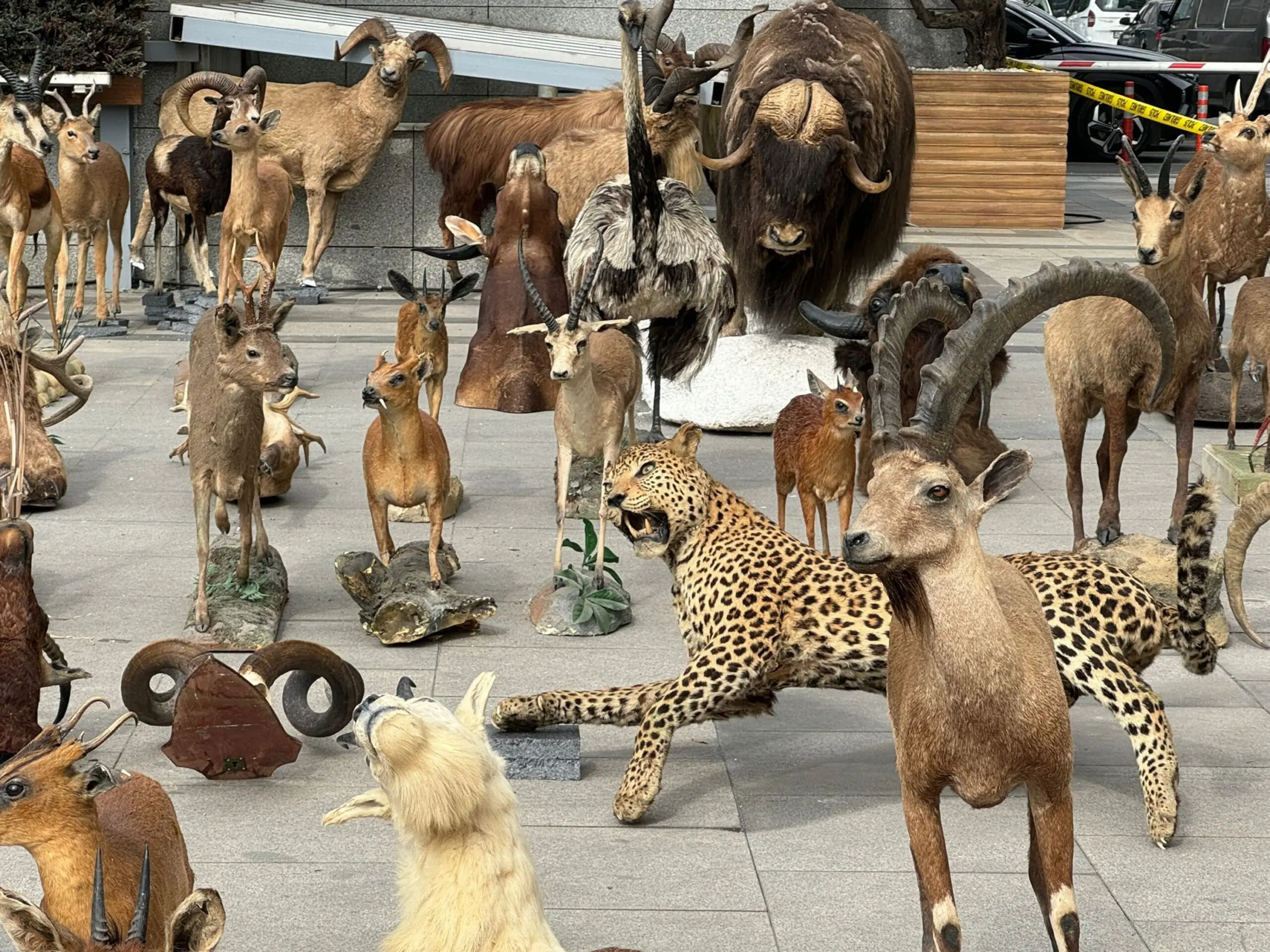 The suspect, who hunted endangered species both domestically and internationally and established a private museum for himself by taxidermy, was apprehended in Istanbul, Türkiye, on March 19, 2024. (AA Photo)