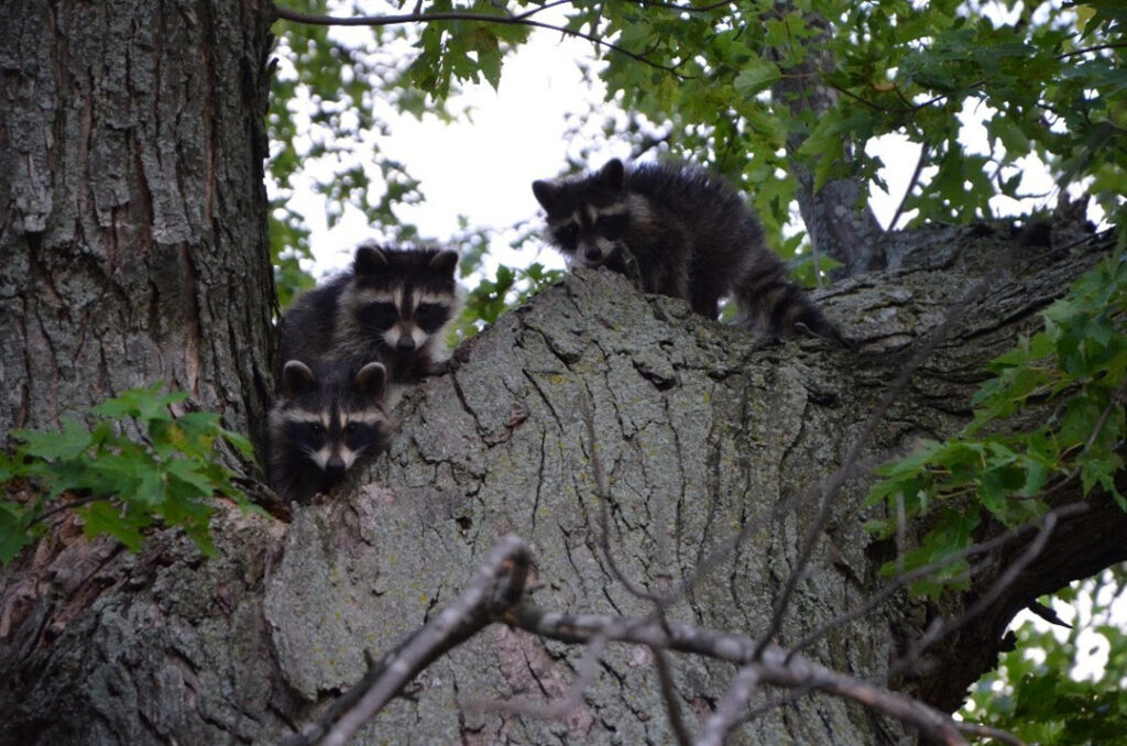 Keep Wildlife Wild: What to do if you encounter baby wild animals this spring