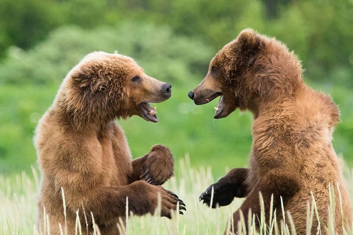 10 hilarious unseen photos from the Comedy Wildlife Photography Awards