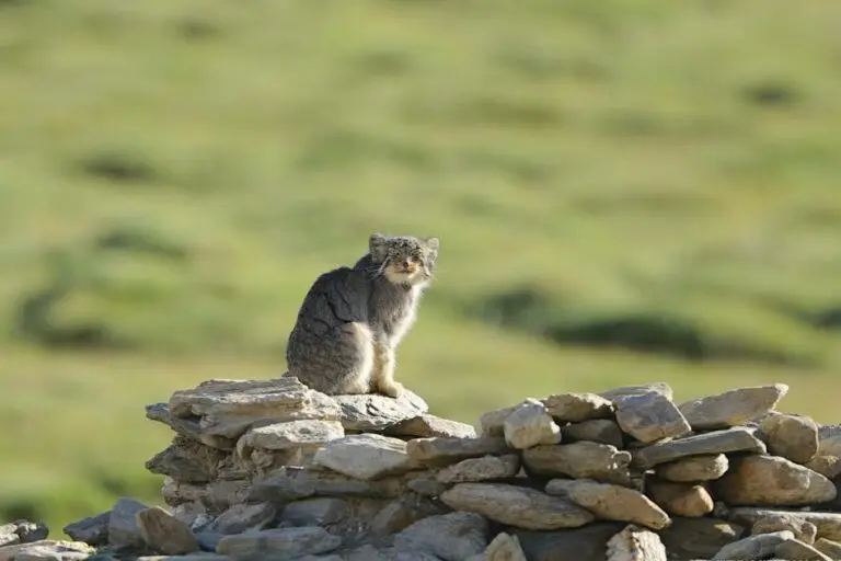 Pallas's cats are primarily found in Central Asia, with their range extending to western Iran, Mongolia, China, Russia (on the border of Mongolia and China), Kazakhstan, and Kyrgyzstan. Photo by Khenrab Phuntsog