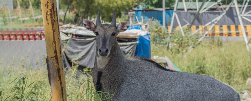 Turns Out Nature Didn’t ‘Heal’ While Humans Were in Lockdown