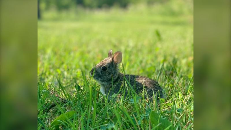 Babies galore: How to protect wildlife newborns in Manitoba as spring blossoms