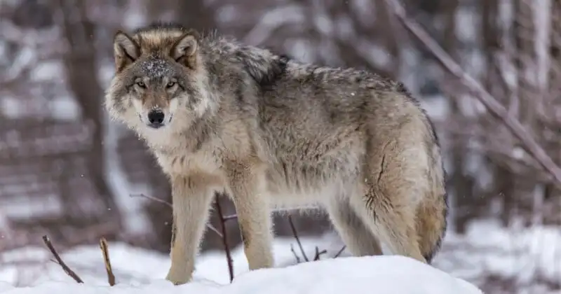 A wolf in a snowy forest.