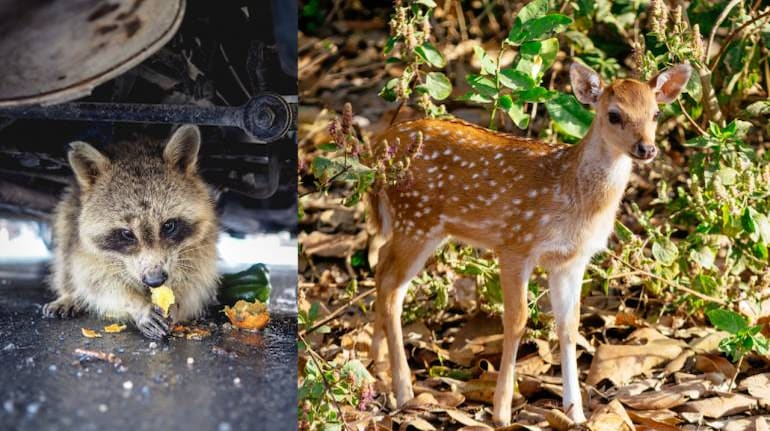 Was wildlife ‘running free’ during Covid lockdowns? Rural animals more sensitive to human activity, finds global study