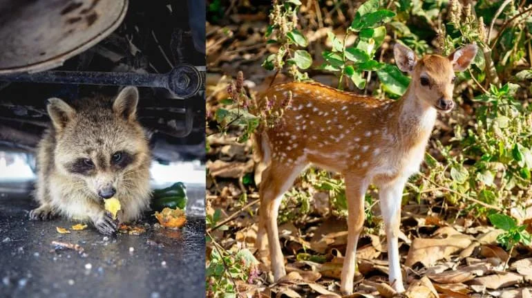 Natural experiment: Amid the COVID-19 pandemic, mobility restrictions provided researchers with a unique opportunity to study wildlife responses to changing human activity levels.