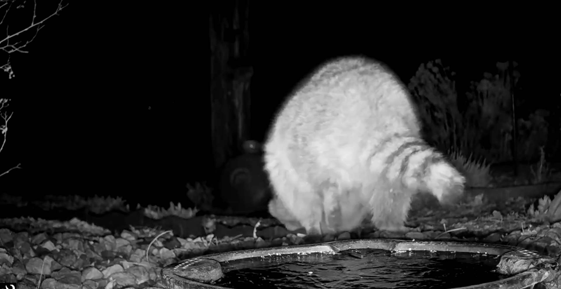 Video shows raccoon completing handstand and walking on front paws in garden