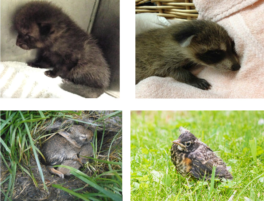 SPRING BABY BOOM: KEEP YOUNG WILDLIFE HEALTHY AND WILD