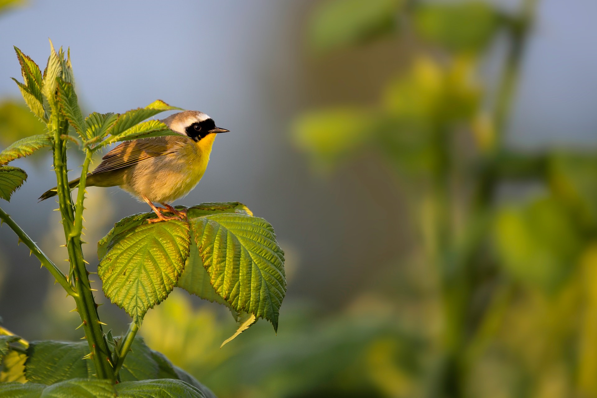 Corvallis Science & Nature: Spring Birds Arriving, Pollan Lecture, Wildflower Planting