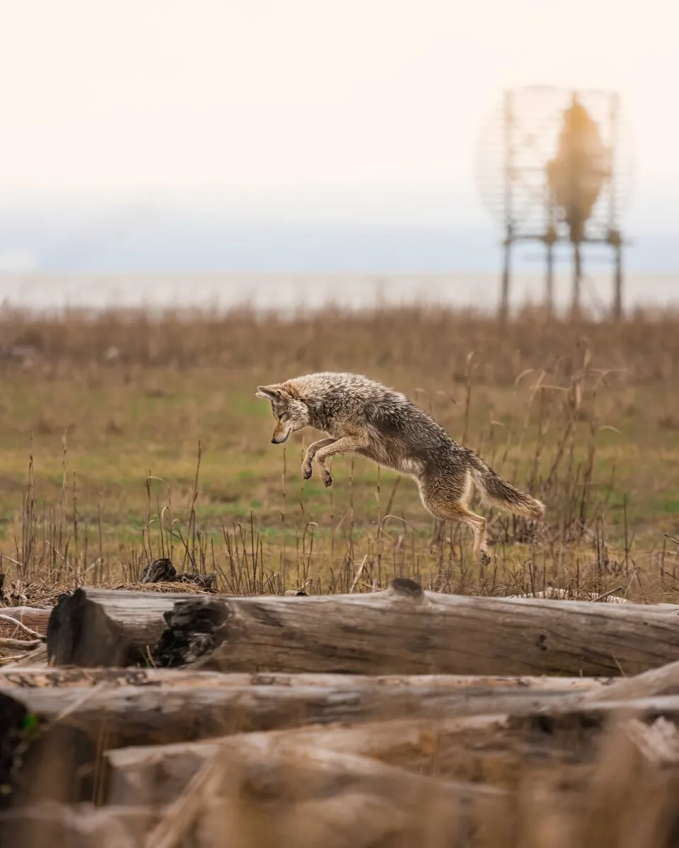 coyote-richmond