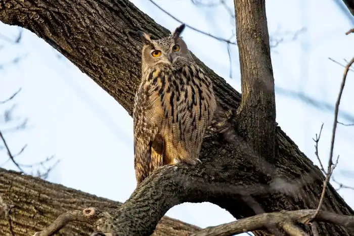 Flaco, a Eurasian eagle owl that escaped from the Central Park Zoo, continues to roost and hunt in Central Park, February 15, 2023 in New York City, New York