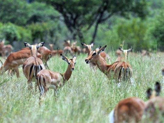 Wildlife on the menu: South Africa wants to preserve its wild animals by eating them