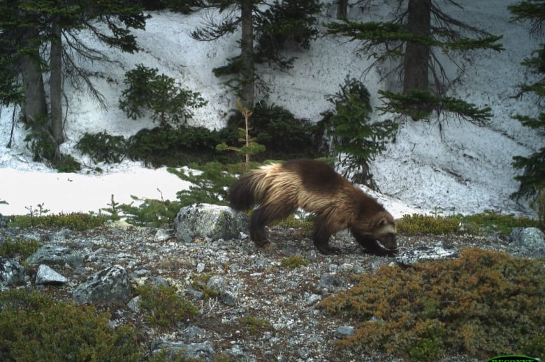 Massive photo survey offers insight into how wild animals behaved during pandemic lockdowns