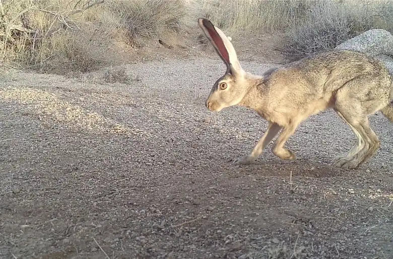 A black-tailed jackrabbit camera trapped in the McDowell Sonoran Preserve, Arizona.